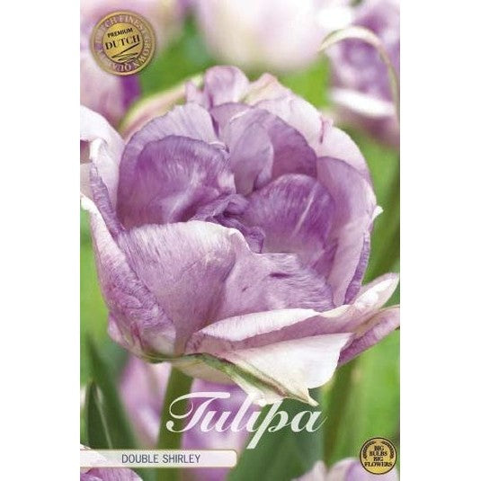 Tulipan Double Shirley (premium) 7-pakning
